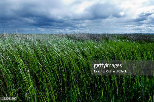 long grass - timothy grass stock pictures, royalty-free photos & images