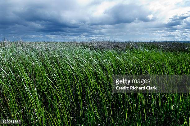 long grass - long grass bildbanksfoton och bilder