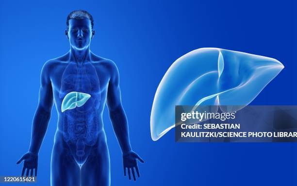 male liver, illustration - human internal organ stock-grafiken, -clipart, -cartoons und -symbole