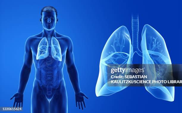 male lung, illustration - menschliche lunge stock-grafiken, -clipart, -cartoons und -symbole