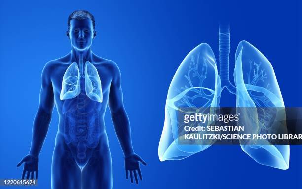 male lung, illustration - human internal organ stock illustrations