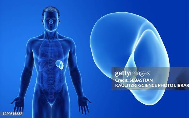 male spleen, illustration - spleen stock illustrations