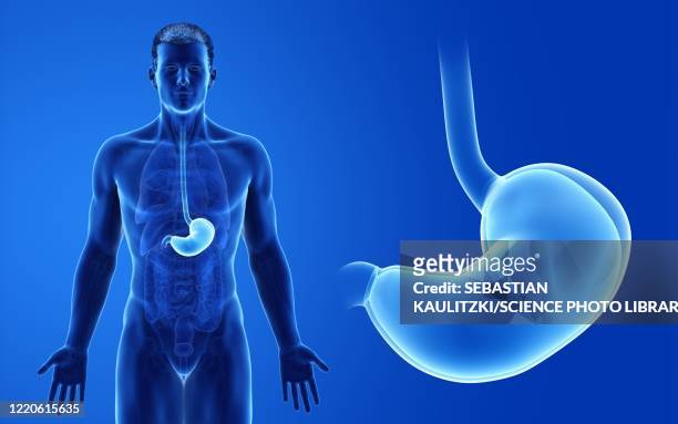 ilustrações, clipart, desenhos animados e ícones de male stomach, illustration - esôfago sistema digestivo