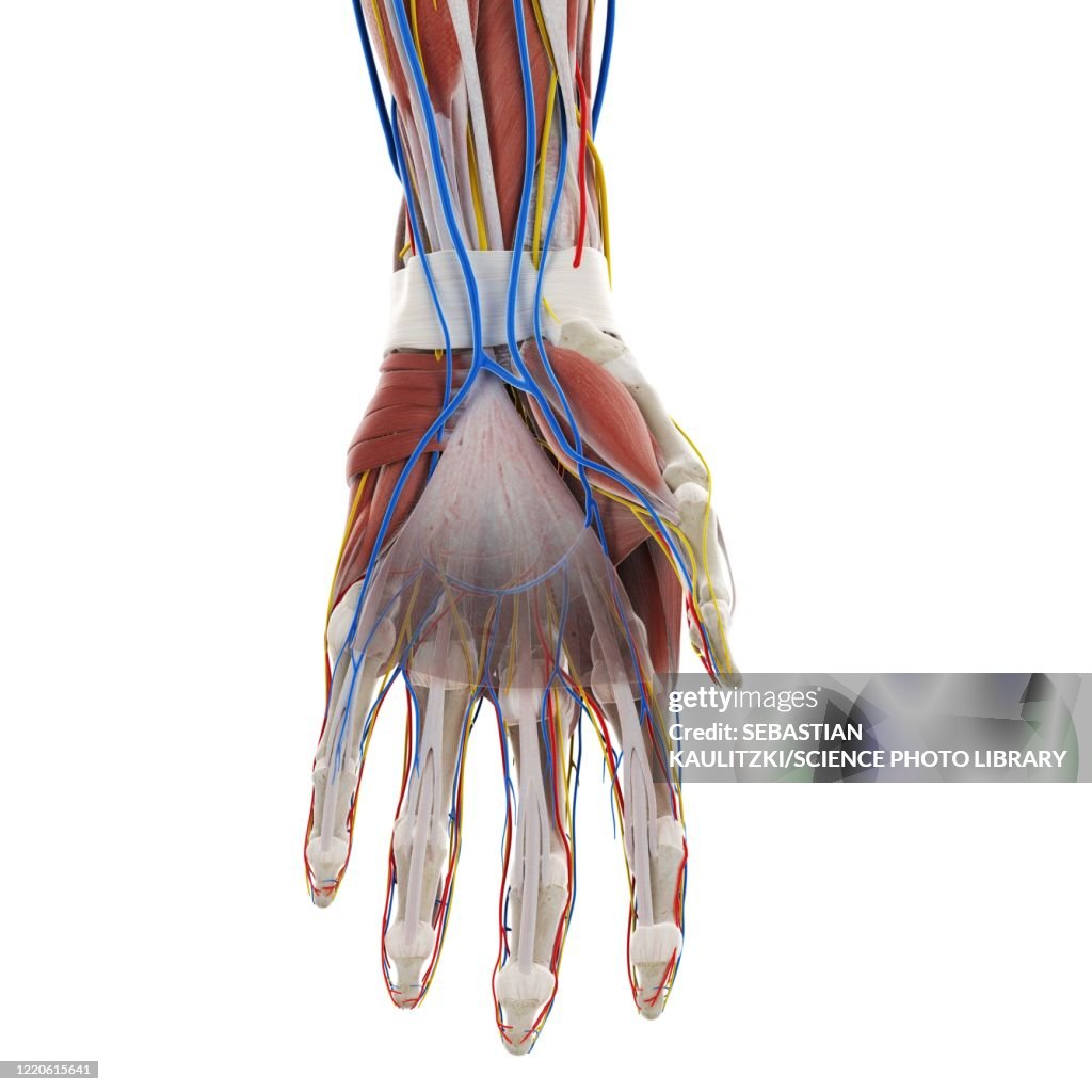 Anatomy Of The Hand Illustration High Biology Diagrams