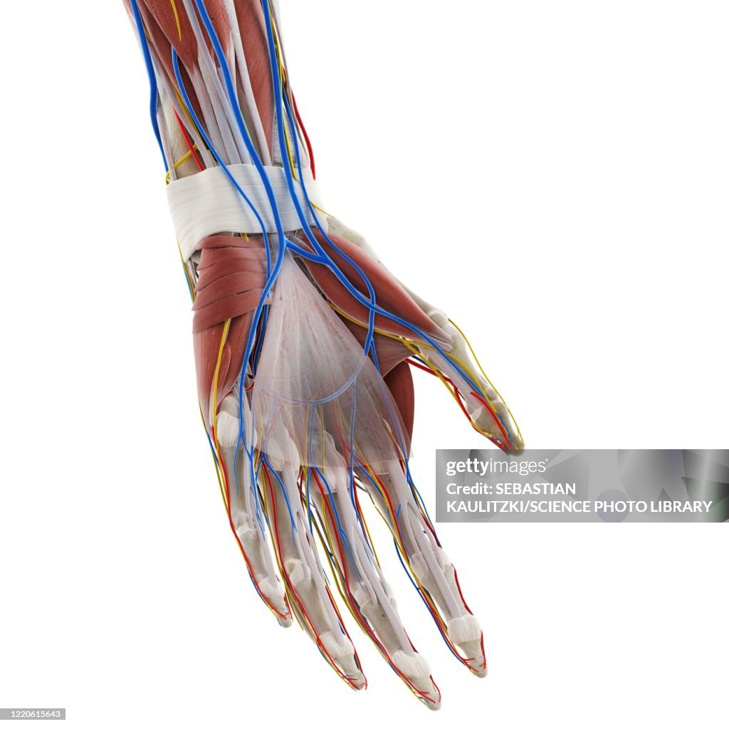 Anatomy Of The Hand Illustration High Biology Diagrams
