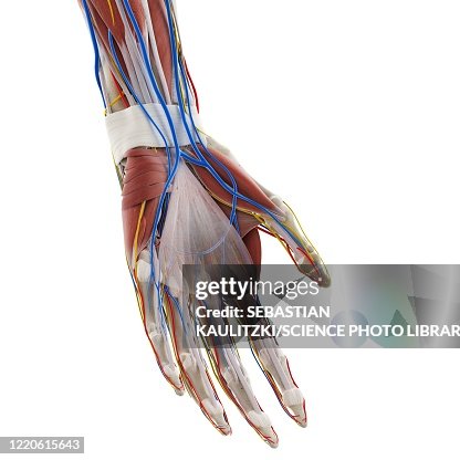 Hanmd Anatomy Of The Hand Illustration High-Res Vector Graphic - Getty Images