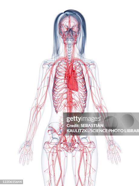 healthy female vascular system, illustration - coronary artery点のイラスト素材／クリップアート素材／マンガ素材／アイコン素材