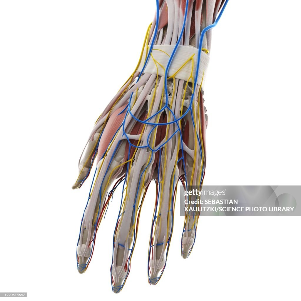 Haend Anatomy Of The Hand Illustration High-Res Vector Graphic - Getty Images