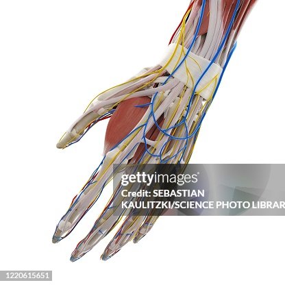 Hanmd Anatomy Of The Hand Illustration High-Res Vector Graphic - Getty Images