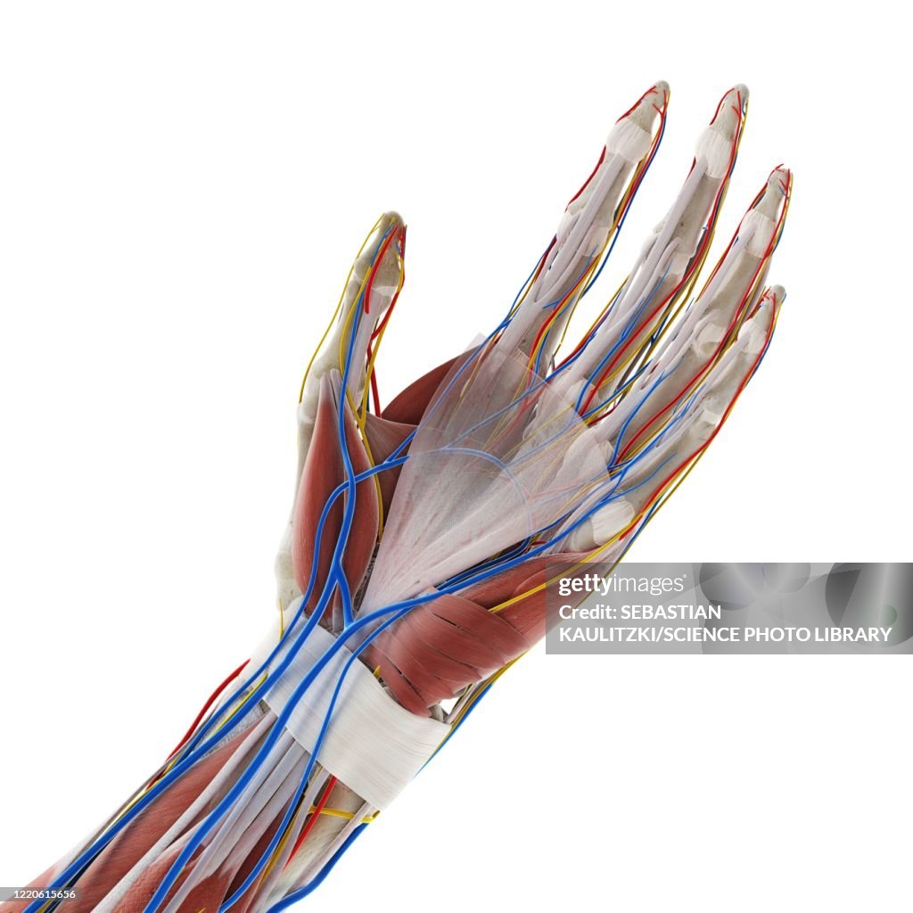 Anatomy Of The Hand Illustration High Biology Diagrams