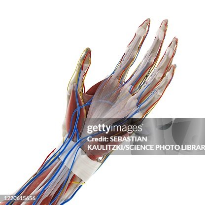 Anatomy Of The Hand Illustration High-Res Vector Graphic - Getty Images