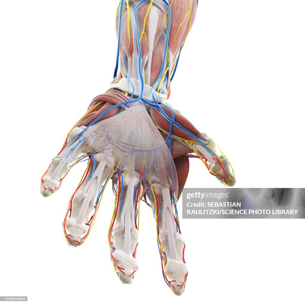 Anatomy Of The Hand Illustration High Biology Diagrams