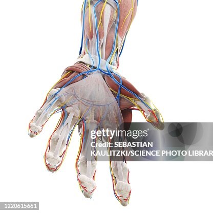 Anatomy Of The Hand Illustration High-Res Vector Graphic - Getty Images