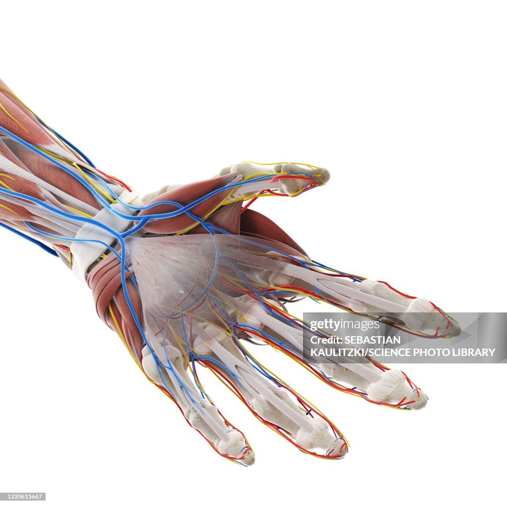 Anatomy Of The Hand Illustration High-Res Vector Graphic - Getty Images