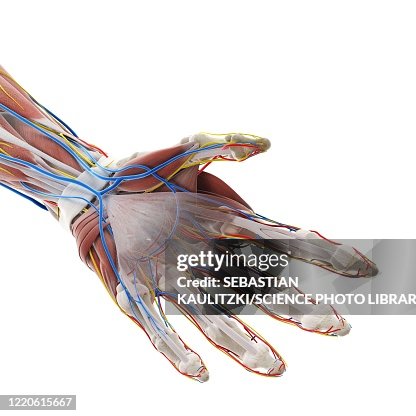 Hand Body Anatomy Of The Hand Illustration High-Res Vector Graphic - Getty Images