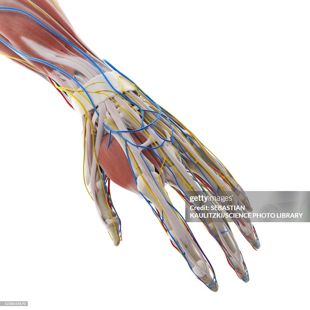 Haend Anatomy Of The Hand Illustration High-Res Vector Graphic - Getty Images