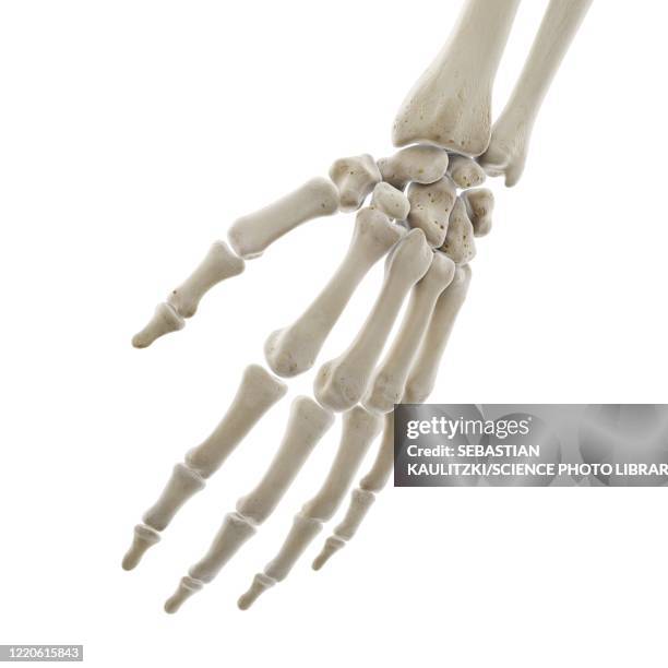 bones of the hand, illustration - metacarpal stock illustrations