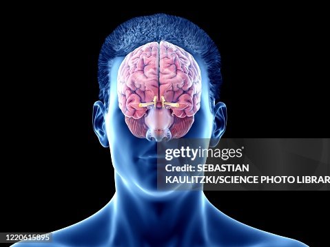 Cortex Of The Brain Illustration High-Res Vector Graphic - Getty Images