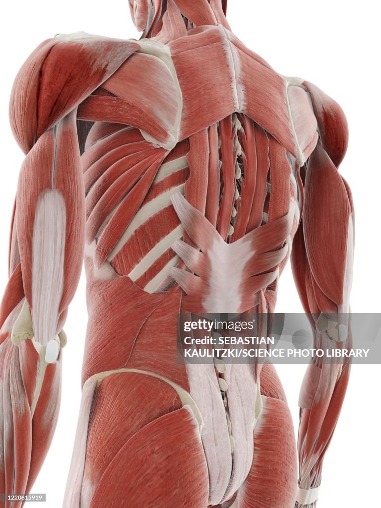 Deep Backline Deep Back Muscles Illustration High-Res Vector Graphic - Getty Images