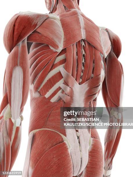 Deep Back Muscles 830 Deep Muscle Stock Photos, High-Res Pictures, and Images - Getty Images
