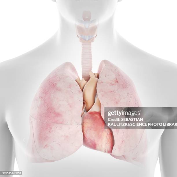 human heart and lungs, illustration - respiratory system 幅插畫檔、美工圖案、卡通及圖標