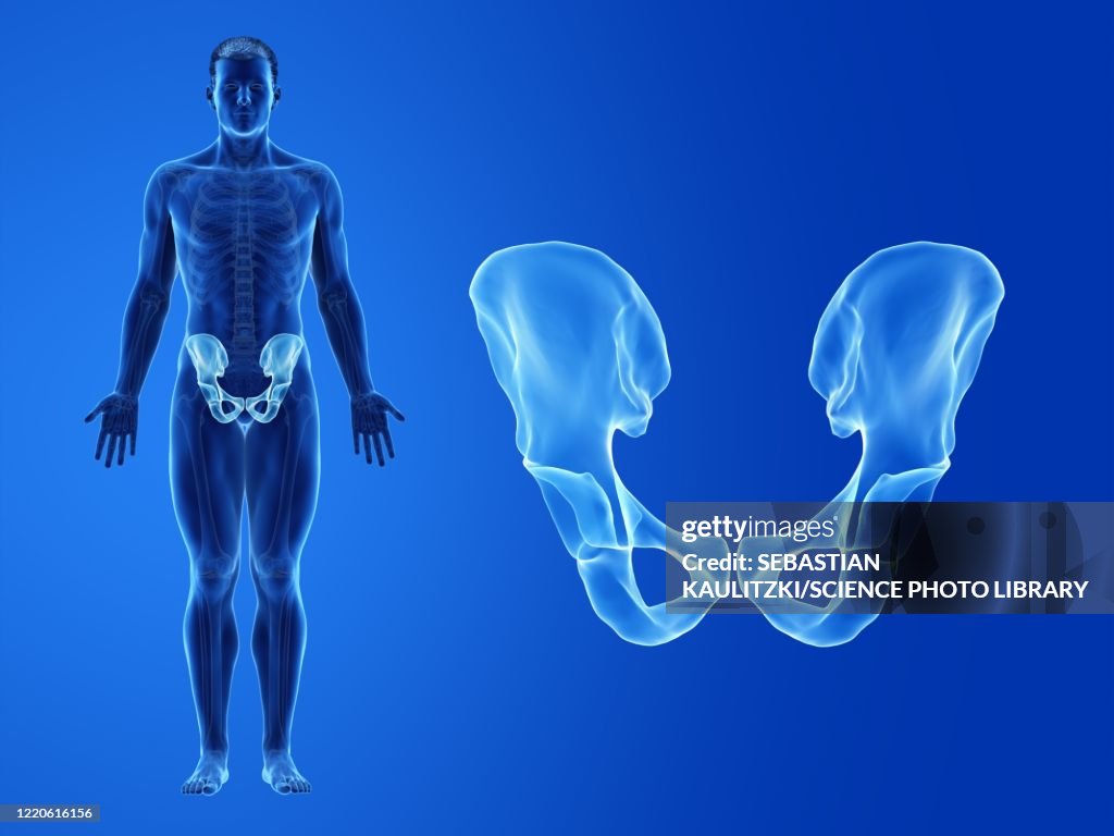 Human hip bone, illustration