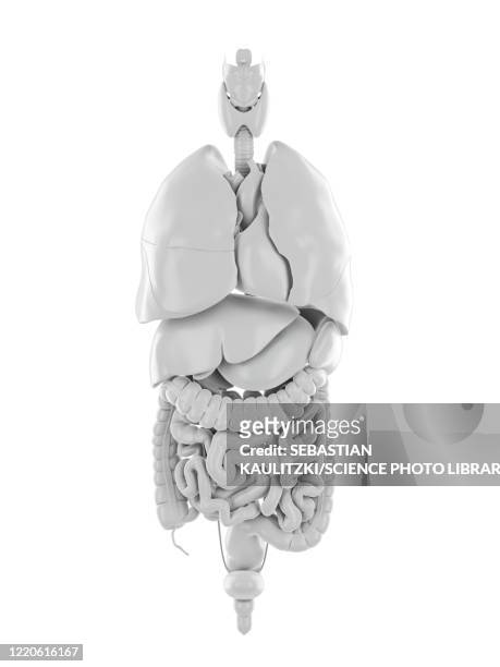human internal organs, illustration - smaller organ stock illustrations