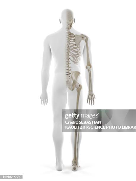 Subhuman Back Human Back Anatomy Photos and Premium High Res Pictures - Getty Images