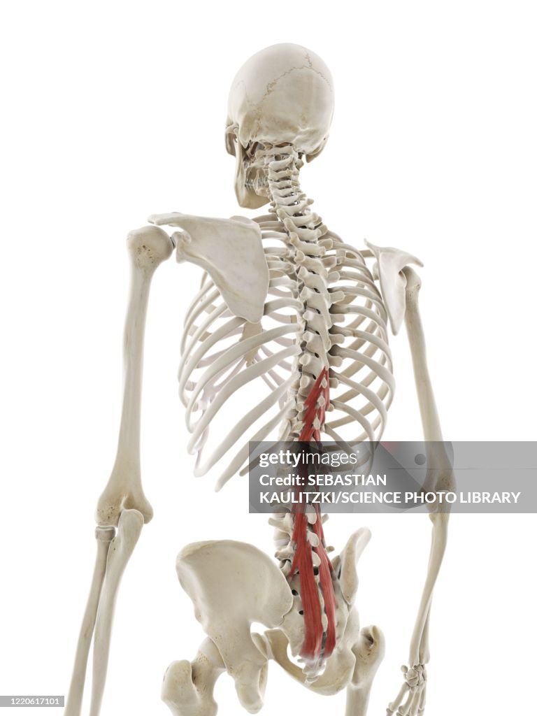 Musculus Multiduvus Multifidus Muscle Illustration High-Res Vector Graphic - Getty Images