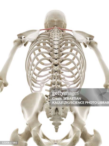 bildbanksillustrationer, clip art samt tecknat material och ikoner med rhomboid minor muscle, illustration - rhomboid muscle