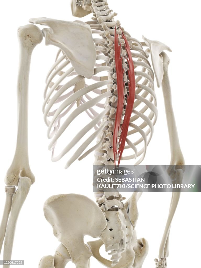 Spinalis thoracis muscle, illustration
