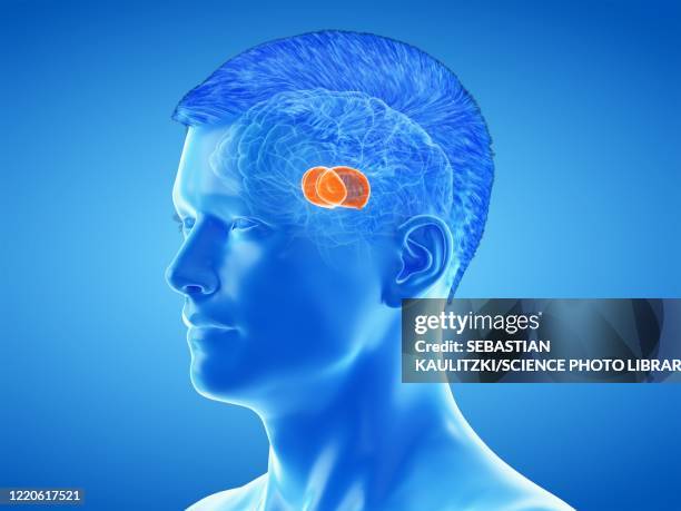 thalamus of the brain, illustration - diencephalon stock illustrations