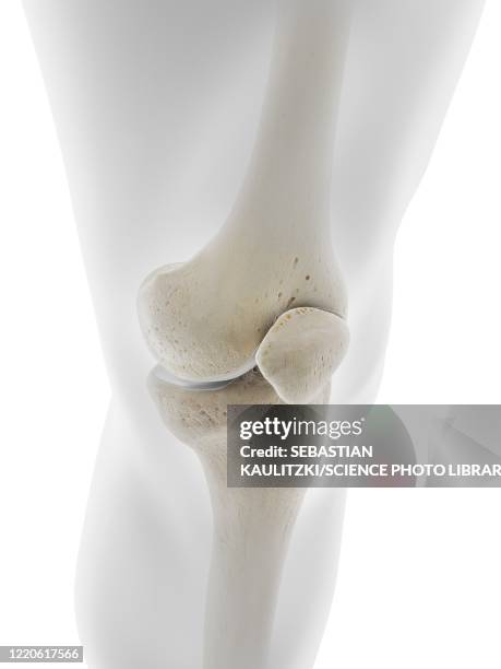 skeletal knee, illustration - knee joint stock illustrations
