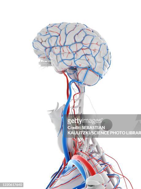 vascular system of the brain, illustration - coronary artery点のイラスト素材／クリップアート素材／マンガ素材／アイコン素材