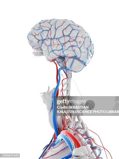 vascular system of the brain, illustration - atrium stock illustrations