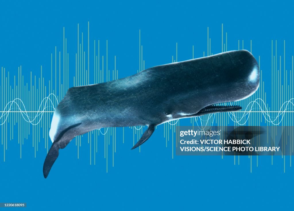 Sperm whale, illustration
