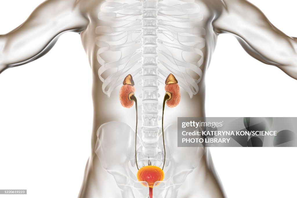 Chronic kidney disease, illustration