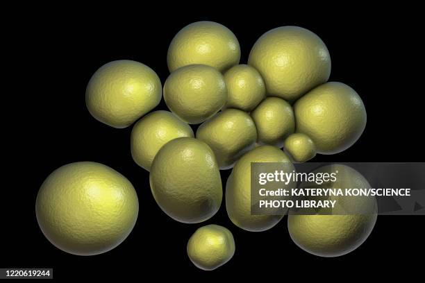 ureaplasma urealyticum bacteria, illustration - urethritis stock illustrations