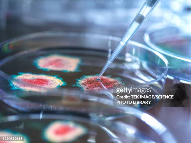 virus research - microbiologie stock-fotos und bilder