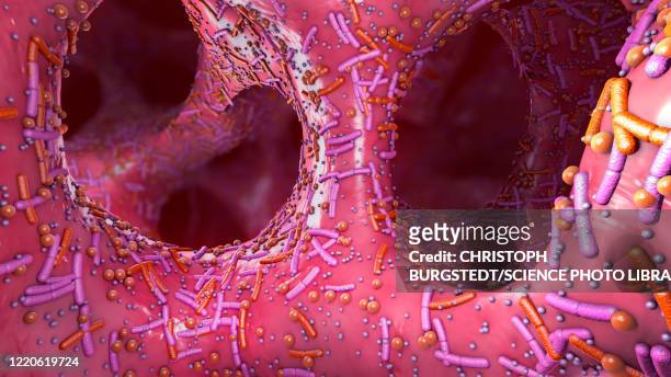 human digestive system microbiota, illustration - intestines stock illustrations