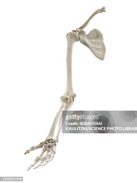 bones of the arm, illustration - human skeleton stock illustrations