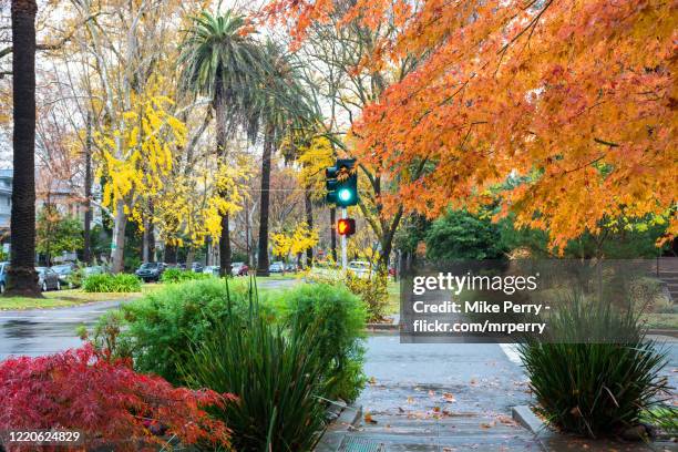 fall foliage colors in midtown sacramento - sacramento ストックフォトと画像