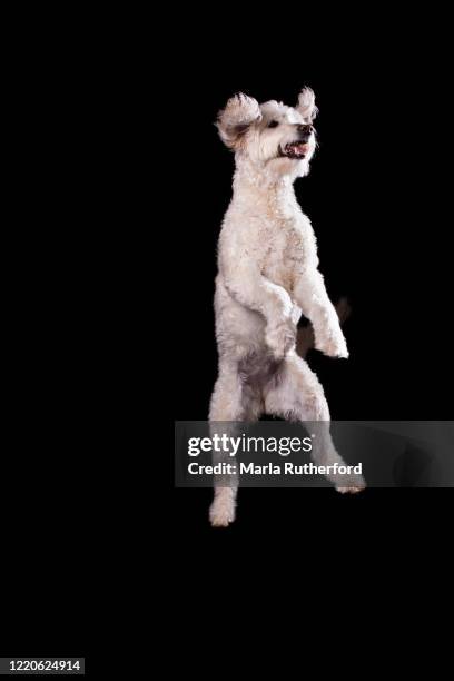 golden doodle photographed in the studio - dog black background stock pictures, royalty-free photos & images