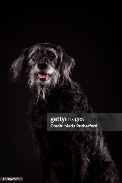 Senior Labradoodle 164 Old Dog Labradoodle Stock Photos, High-Res Pictures, and Images ...