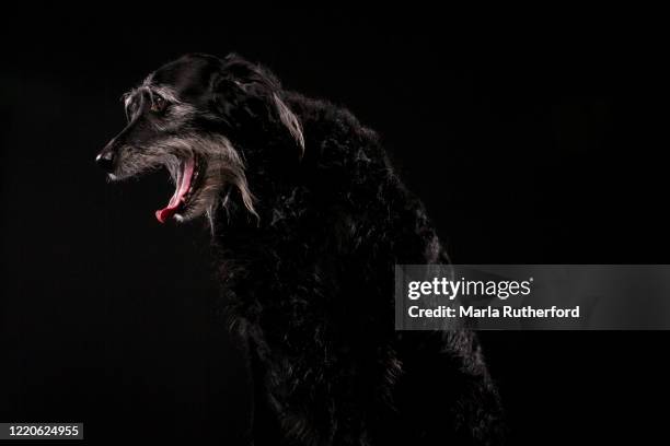 Senior Labradoodle Labradoodle Photos and Premium High Res Pictures - Getty Images
