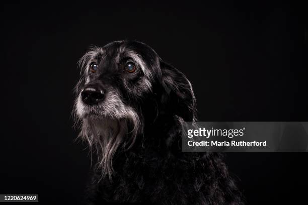 senior labradoodle photographed in the studio - animal black background fotografías e imágenes de stock