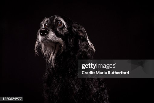 Senior Labradoodle Senior Labradoodle Photographed In The Studio High-Res Stock Photo ...