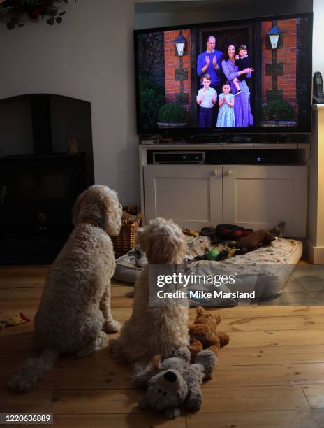 The photographer’s dogs, Arthur and Ralph, watch Prince William, Duke of Cambridge, Catherine Duchess of Cambridge, Prince George of Cambridge,...