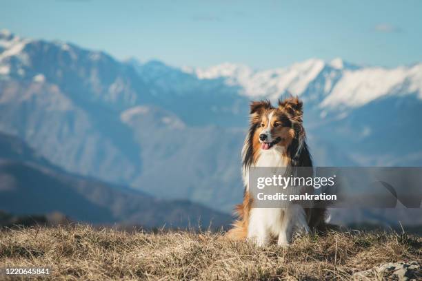retrato de un perro ovejero shetland - collie fotografías e imágenes de stock