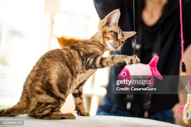 speels katje dat een hangend speelgoed van het huisdier van de vis vangt - de foto van de voorraad - cats playing stockfoto's en -beelden